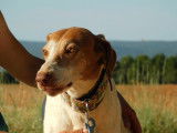 Pilka, chienne croisée Pointer de 10 ans à adopter
