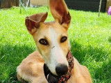 Turca, jeune Galga rayonnante à adopter