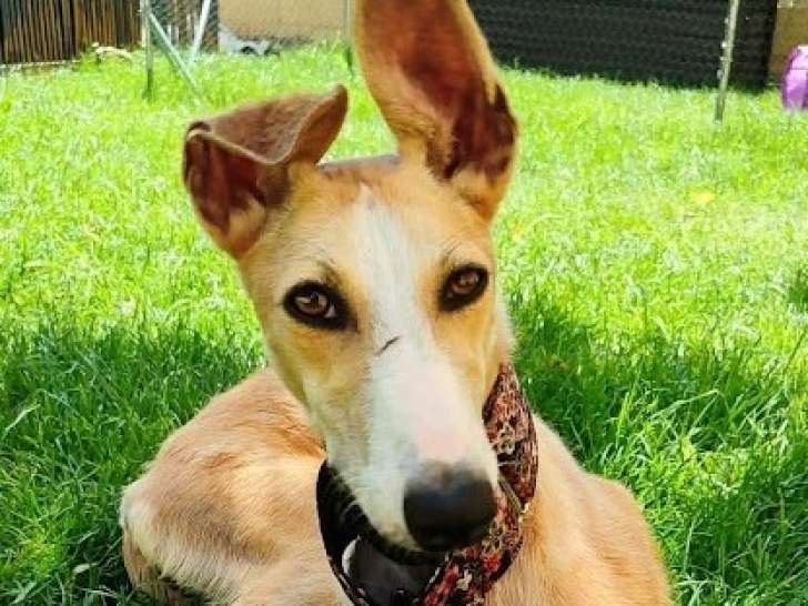 Turca, jeune Galga rayonnante à adopter