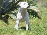 Mâle Staffordshire Bull Terrier LOF disponible pour saillie