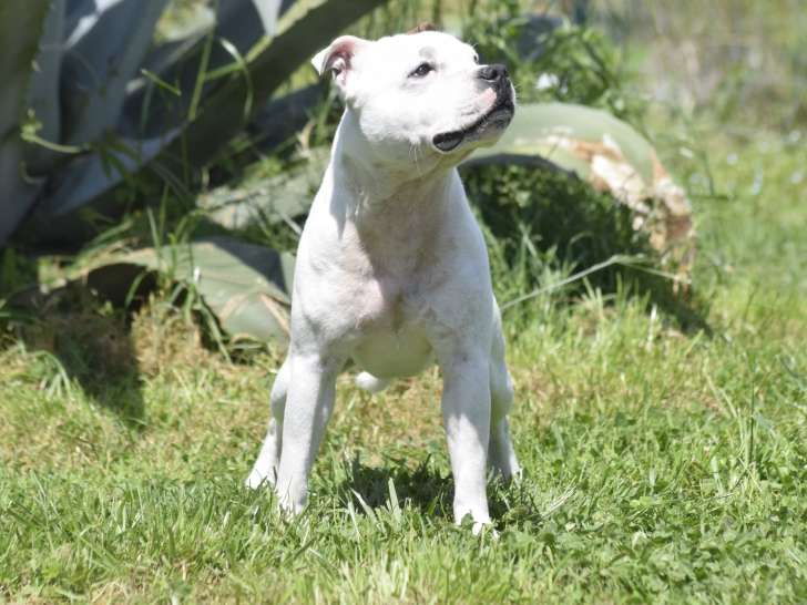 Mâle Staffordshire Bull Terrier LOF disponible pour saillie