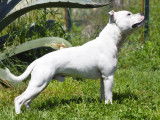 Mâle Staffordshire Bull Terrier LOF disponible pour saillie