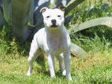Mâle Staffordshire Bull Terrier LOF disponible pour saillie