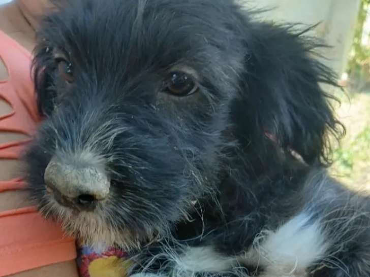 En quête d'un foyer : chiot femelle âgé de 5 mois