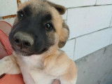 Adoption disponible : chiot mâle marron