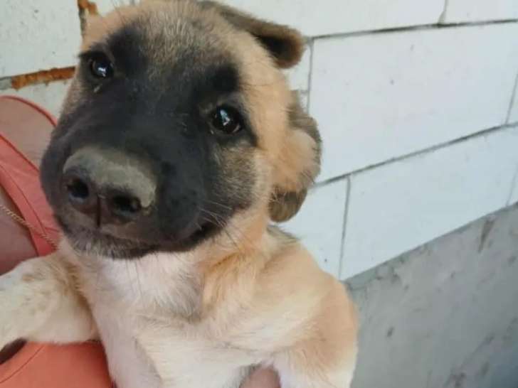 Adoption disponible : chiot mâle marron