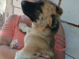 Adoption disponible : chiot mâle marron