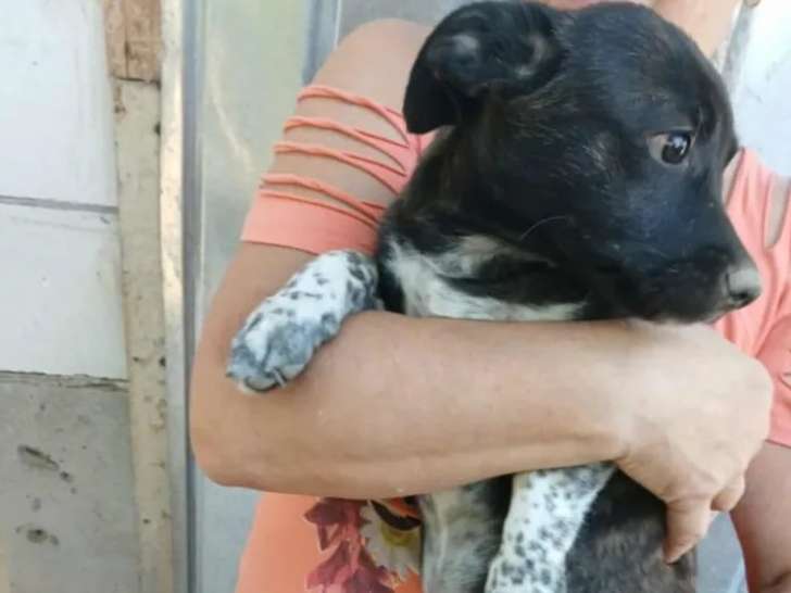 À la recherche d'un foyer : chiot femelle bringé