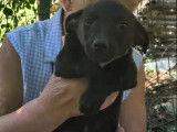 Chiot femelle de 3 mois à adopter