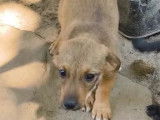 Chiot femelle marron disponible à l'adoption