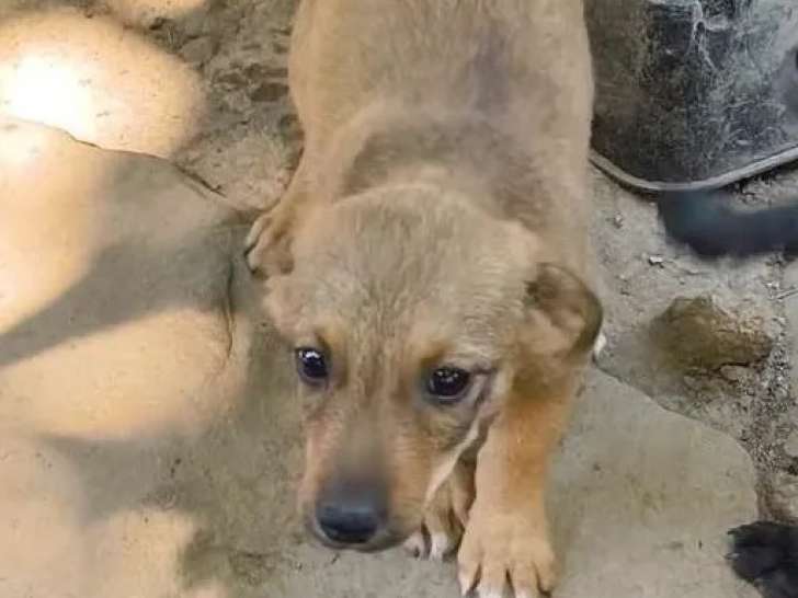 Chiot femelle marron disponible à l'adoption
