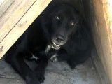Chienne de 3 ans en attente d'adoption