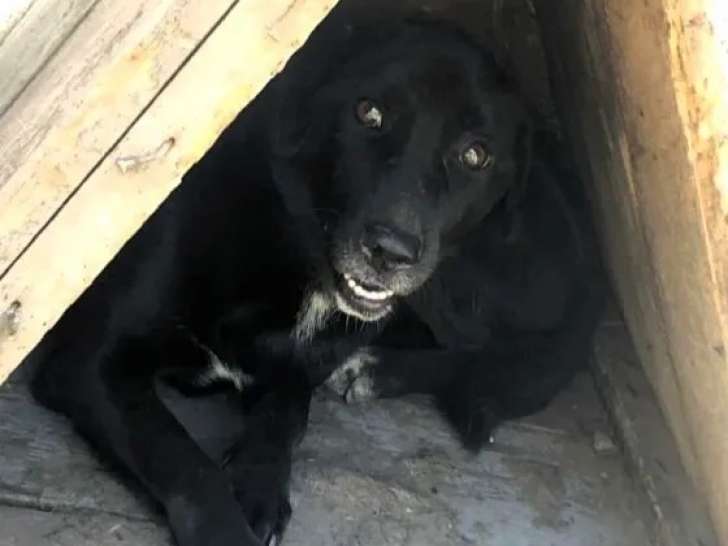 Chienne de 3 ans en attente d'adoption