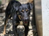 Chienne noire et feu prête pour l’adoption