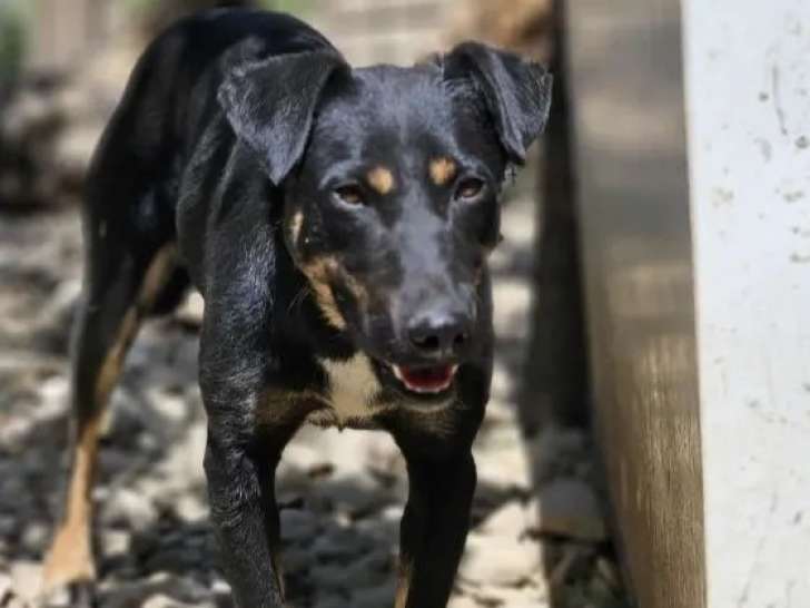 Chienne noire et feu prête pour l’adoption