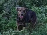 Chienne de 2 ans en attente d'une famille