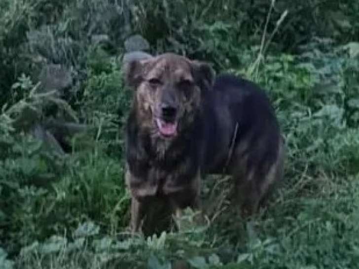 Chienne de 2 ans en attente d'une famille