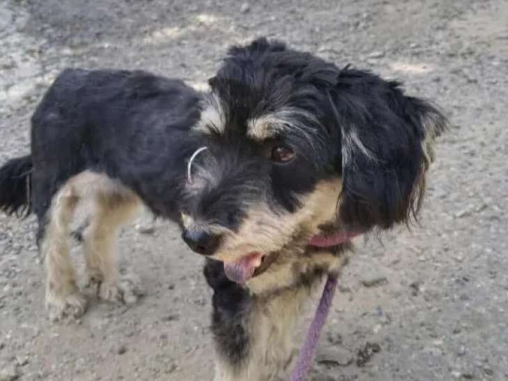 Chienne noire et beige à accueillir