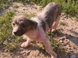 Chiot mâle bringé en quête d’un foyer