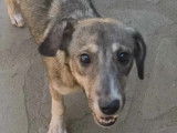 Adoption disponible : chiot femelle fauve charbonné