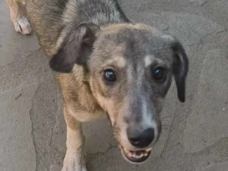 Adoption disponible : chiot femelle fauve charbonné
