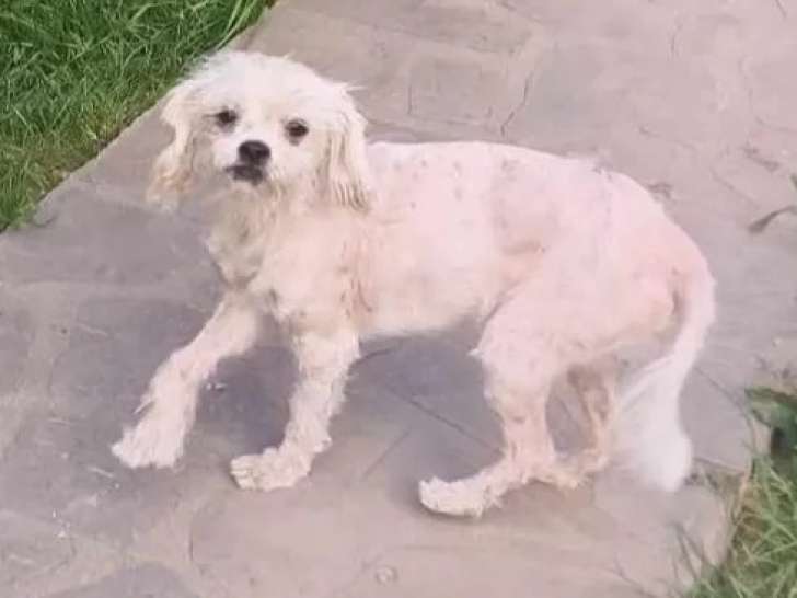 À adopter, chiot femelle beige