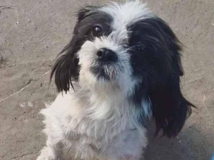 Disponible à l'adoption, chiot femelle noir et blanc