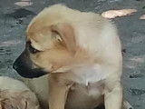 En attente d'adoption, chiot mâle marron