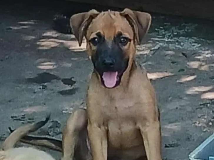 Prêt pour l’adoption, chiot mâle fauve