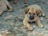 En attente d’une famille, chiot mâle marron