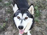 À accueillir, chienne Husky Sibérien grise et blanche
