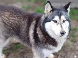 À accueillir, chienne Husky Sibérien grise et blanche