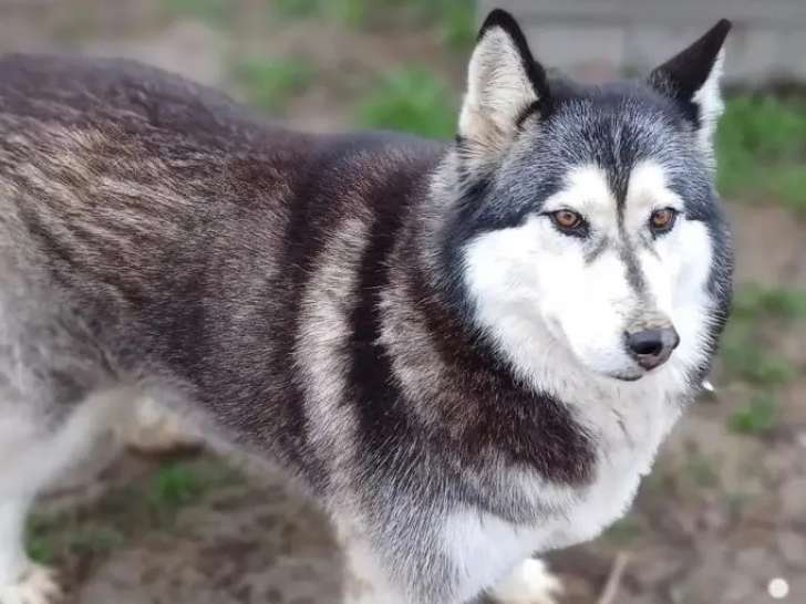 À accueillir, chienne Husky Sibérien grise et blanche