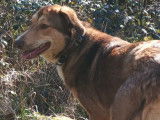 En quête d’une famille, chienne d'un an