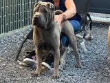 Mâle Shar-Peï bleu disponible pour saillie