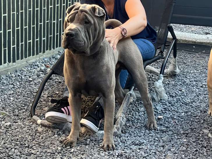 Mâle Shar-Peï bleu disponible pour saillie