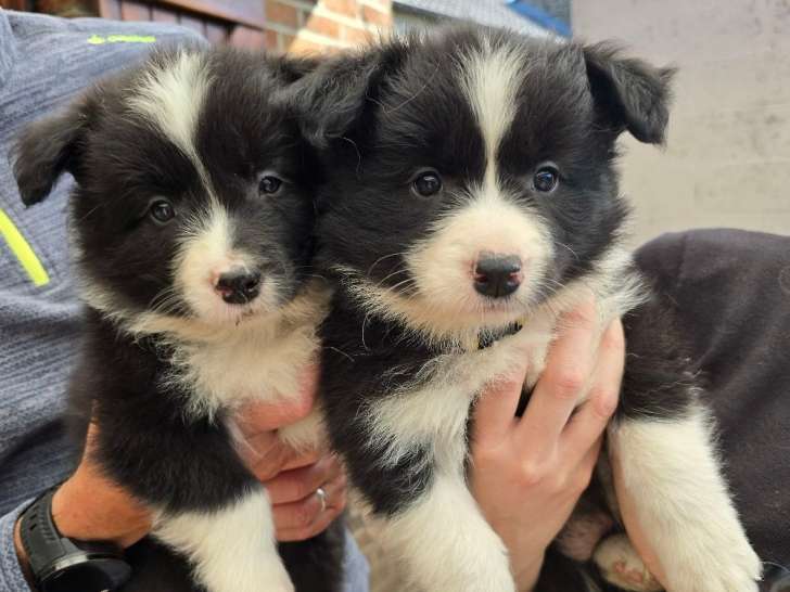 Chiots Border Collie ave pedigree Saint-hubert à vendre