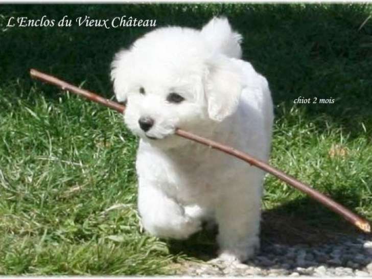 Chiot Bichon Frisé femelle a vendre