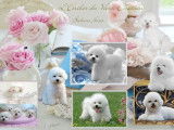 Chiot Bichon Frisé femelle a vendre