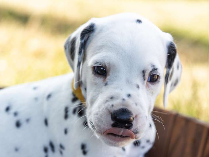 Chiots Dalmatiens LOF à vendre