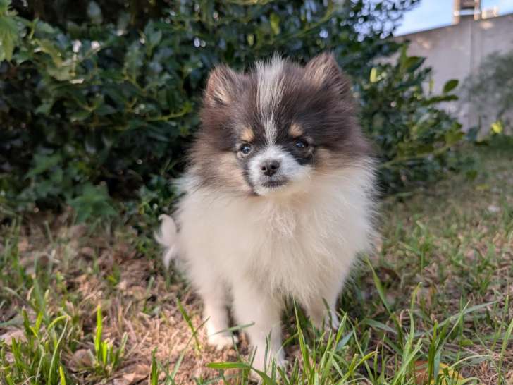 Elevage chiots , chiot, Spitz Nain , Spitz petit, Alsace, Haut-Rhin, Bas-Rhin, Territoire de Belfort, Suisse