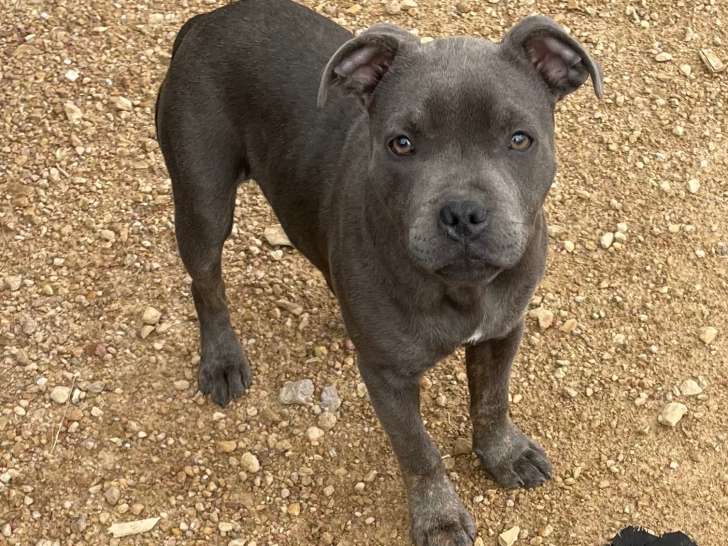 Staffie bleu disponible pour saillie