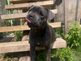Staffie bleu disponible pour saillie