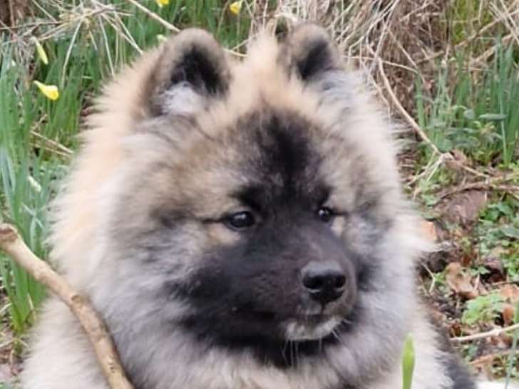 Mufasa, mâle Keeshond disponible pour saillie