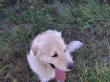 Pongo, beau mâle Golden Retriever de 6 ans disponible pour saillie