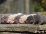 Chiots Shar-Peï à vendre