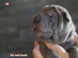 Shar-peï The Jade Pearls
