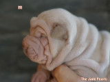 Shar-peï The Jade Pearls