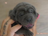 Shar-peï The Jade Pearls