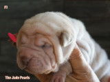 Shar-peï The Jade Pearls